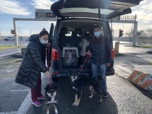 pet taxi london to paris